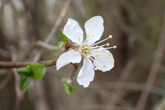 Prunus cerasifera