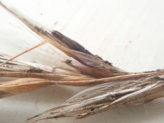 Claviceps arundinis
