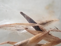 Claviceps arundinis