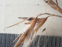 Claviceps arundinis