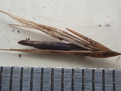 Claviceps arundinis