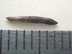 Claviceps arundinis
