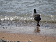 Fulica atra