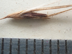 Claviceps arundinis