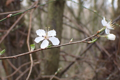 Prunus cerasifera