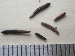 Claviceps arundinis