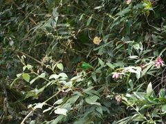 Chlorornis riefferii