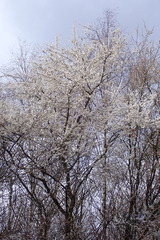 Prunus cerasifera