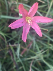 Hesperantha pubinervia