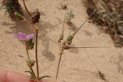 Erodium neuradifolium