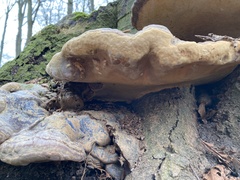 Ganoderma pfeifferi