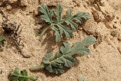 Erodium neuradifolium