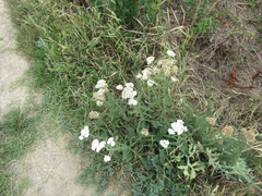 Achillea pannonica