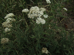 Achillea pannonica