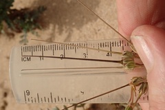 Erodium neuradifolium