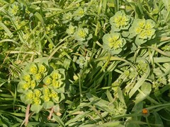 Euphorbia helioscopia