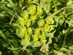 Euphorbia helioscopia