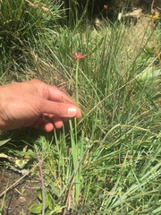 Hesperantha pubinervia