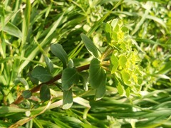 Euphorbia helioscopia