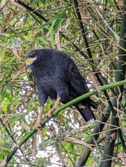 Buteogallus