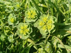 Euphorbia helioscopia
