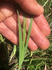 Hesperantha pubinervia