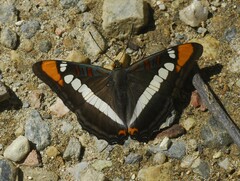Adelpha bredowii