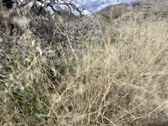 Muhlenbergia porteri