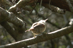 Cranioleuca pyrrhophia