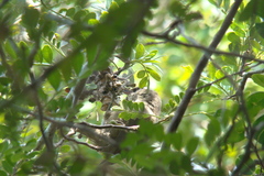 Cranioleuca pyrrhophia