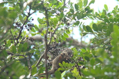 Cranioleuca pyrrhophia