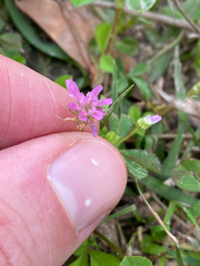Trifolium resupinatum