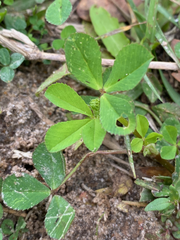 Trifolium resupinatum