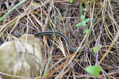 Thamnophis pulchrilatus