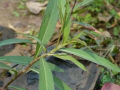 Persicaria barbata