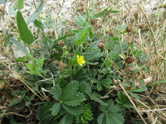 Potentilla inclinata