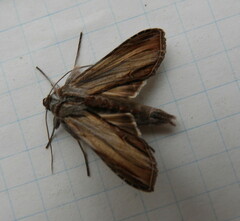 Cucullia convexipennis