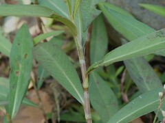Persicaria barbata