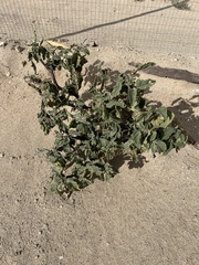 Datura discolor
