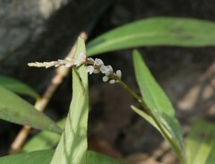 Persicaria barbata