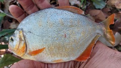 Pygopristis denticulata