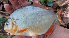 Pygopristis denticulata