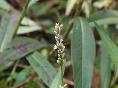 Persicaria barbata