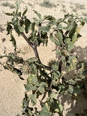 Datura discolor