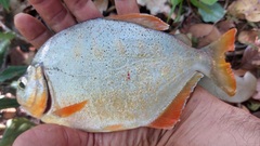 Pygopristis denticulata