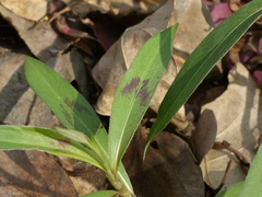 Persicaria barbata