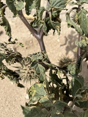 Datura discolor