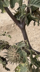 Datura discolor