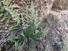 Myriopteris covillei