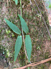 Bignonia capreolata